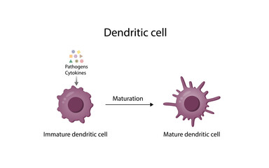 Dendritic cell is an antigen-presenting cells. Cells of immune system. Maturation from Immature to Mature dendritic cells. Scientific design. Vector illustration.