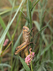grasshopper on the grass