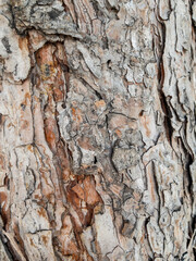 Dry tree bark texture as background
