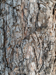 Dry tree bark texture as background
