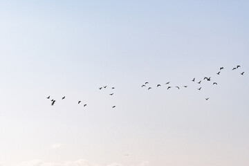 Vol de cormorans au-dessus des eaux du Léman