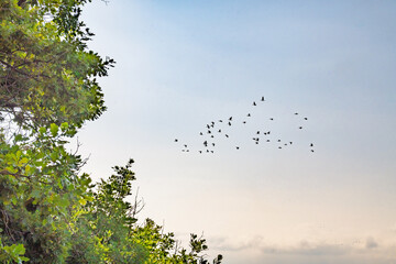 Vol de cormorans au-dessus des eaux du Léman