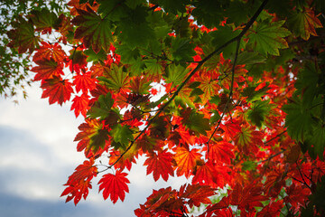 Feuillage d’érable du Japon du vert au rouge – gros plan