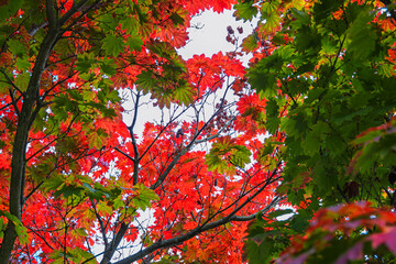 Feuillage d’érable du Japon du vert au rouge – gros plan