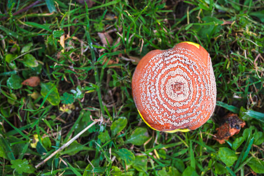 Coing tomb&eacute; au sol dans l&rsquo;herbe avec texture naturelle et peau craquel&eacute;e