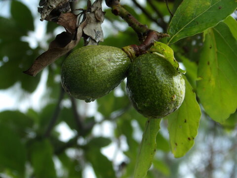 palta