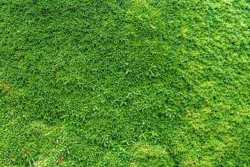 Texture vivante : Gros plan sur la mousse murale