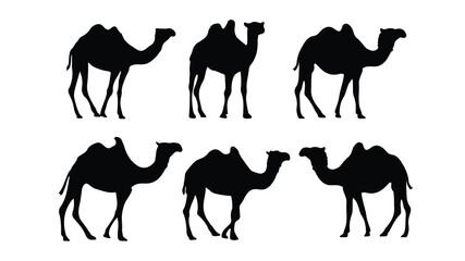 camels vector illustration