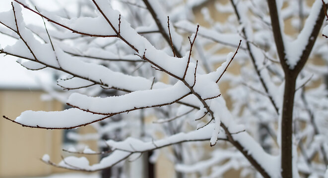 Close-up of bare tree branches covered in fresh white snow during winter