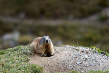 Alpine Marmot