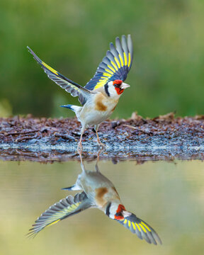 Stieglitz (Carduelis carduelis) mit ausgebreiteten Fl&uuml;geln am Wasser, farbenpr&auml;chtiger Singvogel mit Spiegelung im Teich vor gr&uuml;nem Hintergrund im Hochformat

