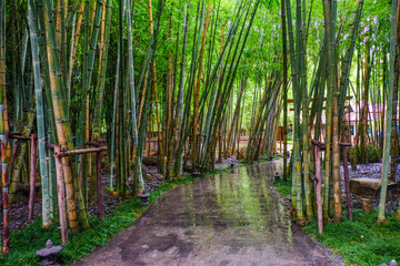 Many bamboo stalks and light beam,bamboo thick and green,bamboo forest with young Bamboos.