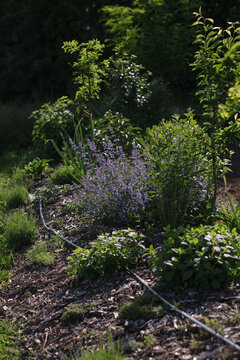  growing herbs in the garden,  