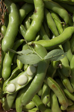 fresh fava beans