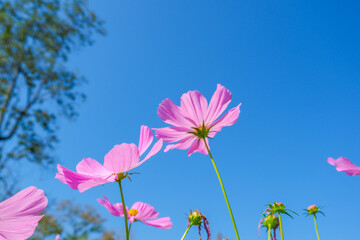Beautiful pink cosmos flowers blooming in garden,spring season.