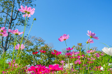 Beautiful pink cosmos flowers blooming in garden,spring season.