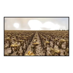 Withered sunflowers in a dry field isolated on transparent background