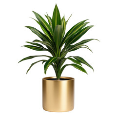 Green plant in golden pot isolated on transparent background
