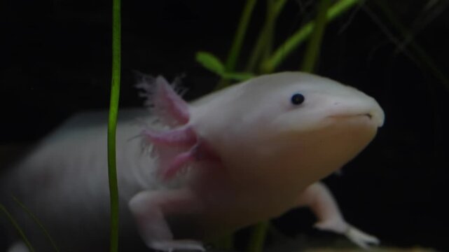 Ambystoma mexicanum the axolotl glides gently through clear water with its feathery gills and soft features creating a calm enchanting view of this unique aquatic salamander