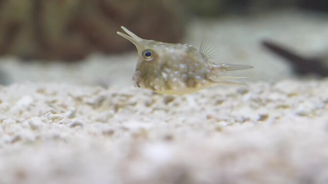Lactoria cornuta the longhorn cowfish swims gracefully with its horned boxy shape and bright colors creating a unique and captivating view of this distinctive tropical marine species