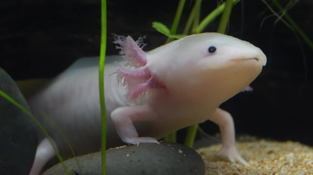 Ambystoma mexicanum the axolotl glides gently through clear water with its feathery gills and soft features creating a calm enchanting view of this unique aquatic salamander