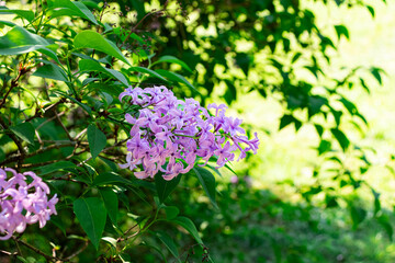 Syringa vulgaris (common lilac) flowers bunch closeup