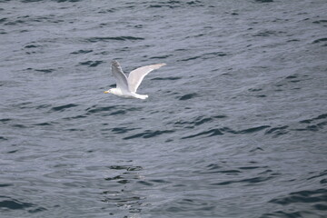 seagull in flight