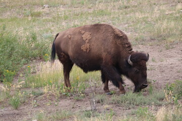 american buffalo in the field