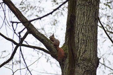 squirrel on tree
