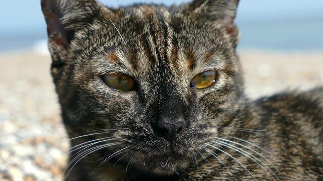 Close-up of tortoiseshell cat face with yellow eyes looking at camera outdoors on beach, animal pet portrait.