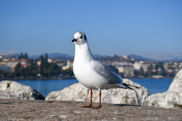 Close-up of a seagull standing on a stone ledge by the water in Desenzano del Garda, with a soft-focus lakeside town and mountains in the background.