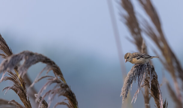 Baya weaver (Ploceus philippinus) bird perching on tree branch.