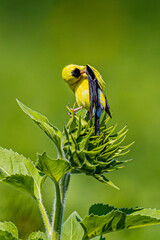 Finch On A Sunflower