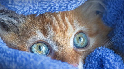 Close-up of a kitten's adorable face, wrapped in a soft blue blanket
