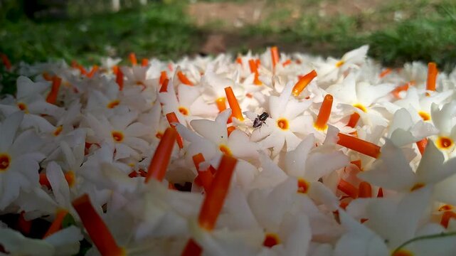 Fallen Night Jasmine Flowers on the Ground with Soft Natural Light. Night Jasmine Morning Flowers Cinematic video.