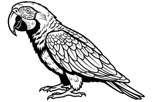 Detailed black and white line art illustration of a macaw parrot standing