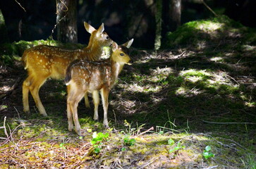 Sitka black-tailed deer fawn on Haida Gwaii, British Columbia, Canada.