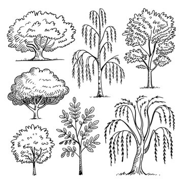 Hand Drawn Deciduous Tree Sketch Set Tree, hand drawn, sketch, drawing, doodle, vector, illustration, deciduous, oak, weeping willow, nature, detailed, line art, black and white, organic, natural