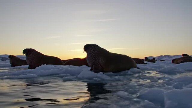 Group of walruses resting on ice floes at sunset in Arctic landscape, marine wildlife.