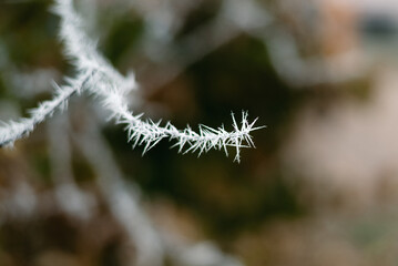 A branch covered with frost