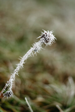 thistle covered with needles of frost