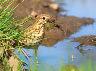 Song thrush bird gather nesting materials, Turdus philomelos