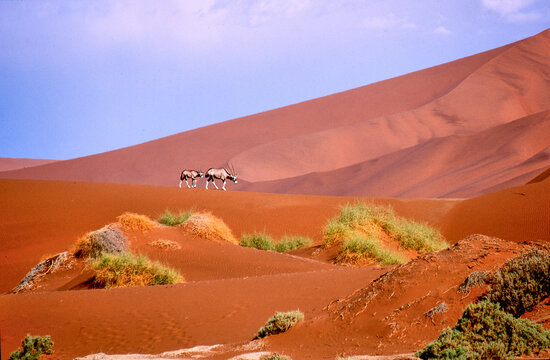 two oryx gazella move through the Namib desert 338  
