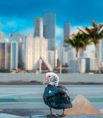 Duck skyline city miami Florida 
