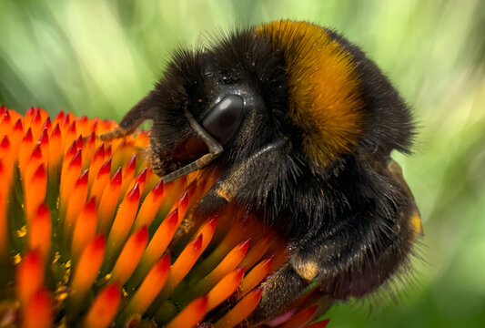 Extreme macro close-up of a bumblebee feeding on a vibrant orange coneflower (Echinacea). High-resolution nature macro photography showcasing insect behavior, pollination, and summer flora.