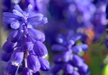 Close-up macro photo of vibrant blue grape hyacinth (Muscari) flowers in full bloom. Soft bokeh background and rich purple-blue tones create a dreamy spring atmosphere.