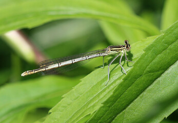Blaue Federlibelle - Blue Featherleg