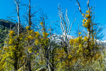 Fototapeta premium On the Road, Cerro Tronador, Bariloche, Rio Negro Province, Patagonia, Argentina
