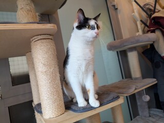 Cat standing confidently on cat furniture, looking forward with alert expression in a cozy café environment.