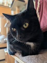 Black cat resting under furniture in a cozy cat caf&eacute;. Close-up pet portrait with expressive yellow eyes.